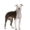 American Staffordshire Terrier
